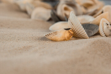 multicolored river seashells lie chaotically on the sand next to the sea. Macro photography. Close-up background concept, copy space