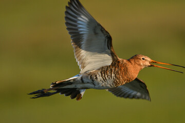 Uferschnepfe im Flug 