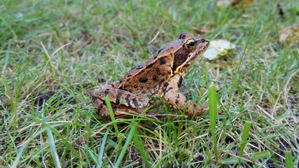 The golden frog