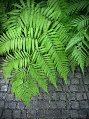 Green leaves pattern of Australian tree fern with cobble stone in tropical garden. Sunlight in the morning. Rainforest.