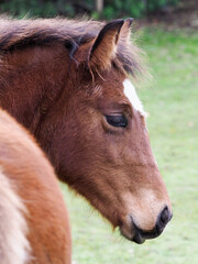 Obraz premium Bay Foal Headshot