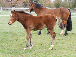 Bay Mare and Foal