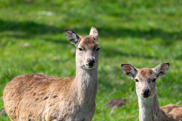 white deer