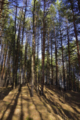 Melt water in the spring forest