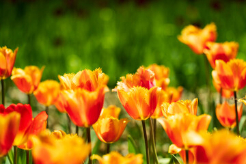 Fototapeta premium 国営ひたち海浜公園・たまごの森フラワーガーデンのチューリップ【ランバダ】
