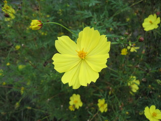 yellow cosmos flower