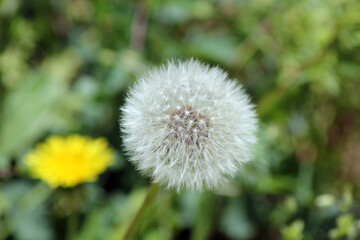 With the arrival of spring, the gardens in Kırşehir become colorful