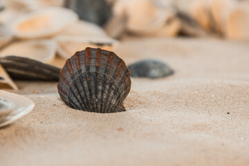 multicolored river seashells lie chaotically on the sand next to the sea. Macro photography....
