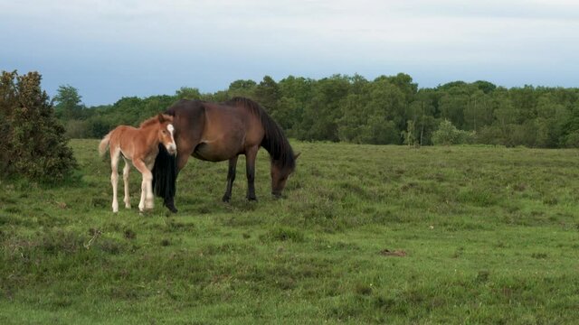 Wild female horse or mare with her male foal suckling for milk
