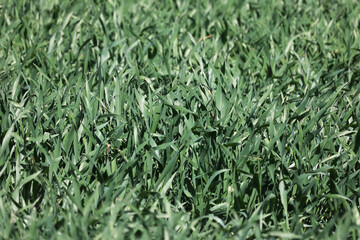 Green seedlings of winter crops in springtime
