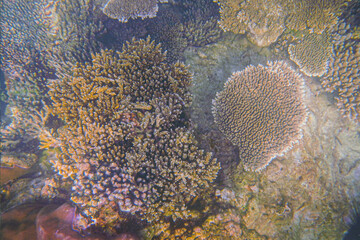 Beautiful coral reefs under the sea in Karimun Jawa, Indonesia