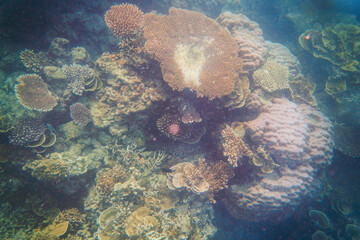 Beautiful coral reefs under the sea in Karimun Jawa, Indonesia