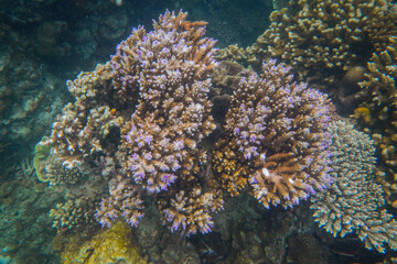Beautiful coral reefs under the sea in Karimun Jawa, Indonesia