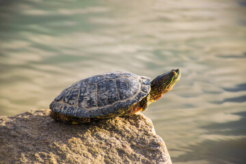 A beautiful turtle basking in the sun.