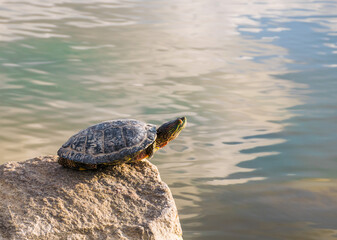 A beautiful turtle basking in the sun.