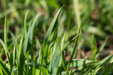 Close-up of the young foliage of the grass. Easter Spring Concept