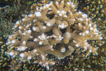 Beautiful coral reefs under the sea in Karimun Jawa, Indonesia