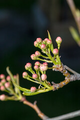Buds on tree branch of Pyrus calleryana Chanticleer.