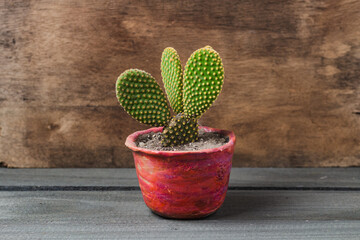 Maceta con cactus o suculenta, decoracion de interiores fashion style