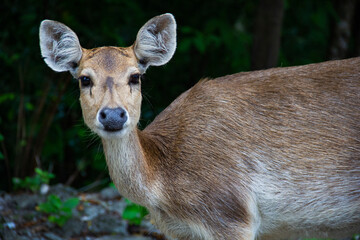 Wild deer roaming at the forest at Handeleum Island, Banten, Indonesia