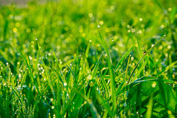 Morning sunlight fall at the young green grass