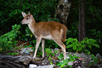 Wild deer roaming at the forest at Handeleum Island, Banten, Indonesia