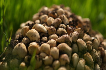 Close-up of fresh mushrooms growing in spring green grass