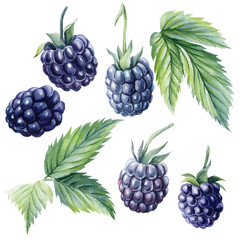 Set of blackberries on a branch, isolated white background. Watercolor botanical illustration
