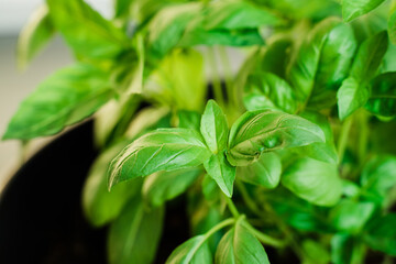 Gros plan sur des feuilles de basilic en pot