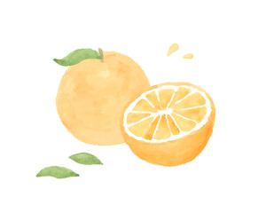 オレンジの水彩イラストのセット 断面 みかん 果物 フルーツ 柑橘類 フレッシュ かわいい Wall Mural Yugoro