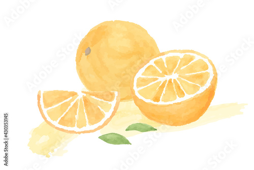 オレンジの水彩イラスト 断面 みかん 果物 フルーツ 柑橘類 フレッシュ かわいい Citrus Fruit Wall Mural Citrus Fru Yugoro