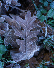 frozen leaves on the ground