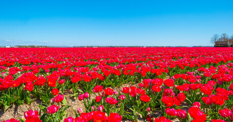 Fototapeta premium Colorful tulips in an agricultural field in blue sunlight in spring, Noordoostpolder, Flevoland, The Netherlands, April 26, 2021 