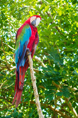 Colorful Parrot