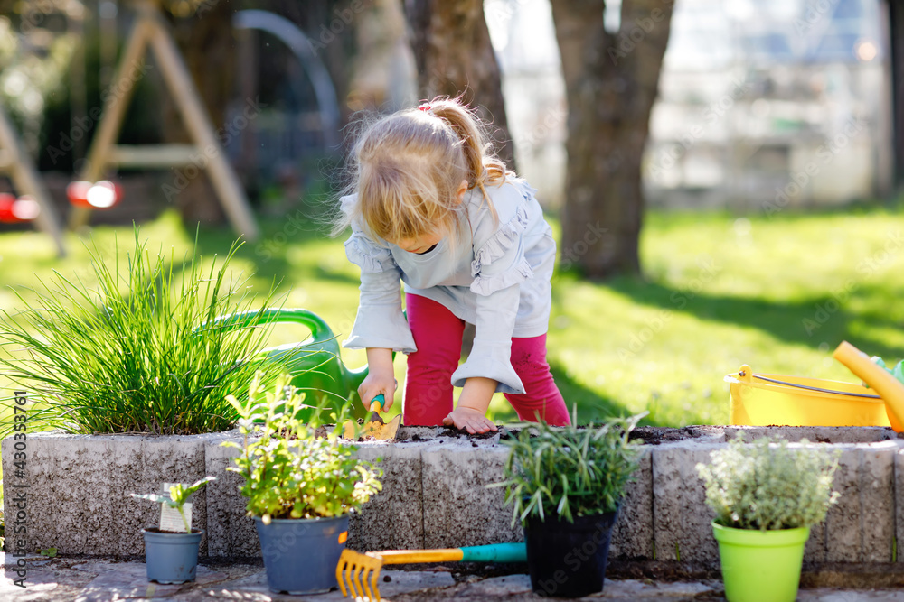 Wall mural Adorable little toddler girl holding garden shovel with green plants seedling in hands. Cute child learn gardening, planting and cultivating vegetables herbs in domestic garden. Ecology, organic food.