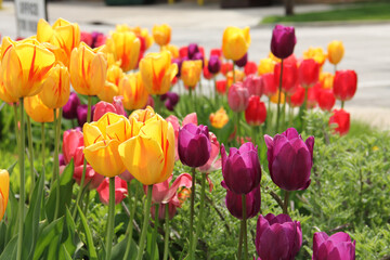 Colorful spring tulips are a welcome sight with colors of yellow, red, pink and purple.