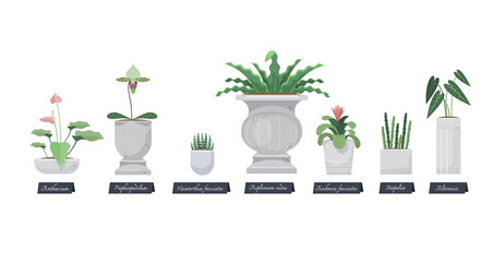 Illustration vector hobby room of planting in set of indoor plant pot at house as concept on flat style. Orchid, cactus, Bromeliads, Paphiopedilum,Haworthia,Asplenium,aechmea,urn plant