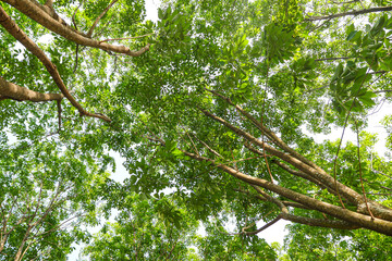 Rubber tree plantation in thailand.