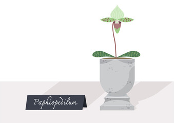 Illustration vector of small plant indoor potted. Paphiopedilum tree on table with sign.