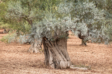 Old olive tree in a grove | 5850