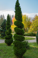 Obraz premium Topiary art in park design. Sheared Thuja occidentalis Smaragd Variegata in the autumn park of the resort town of Goryachy Klyuch. Close-up. An evergreen landscape park. Nature concept for design.