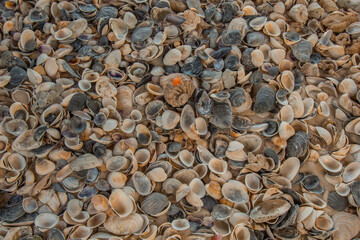 multicolored river seashells lie chaotically on the sand next to the sea. Macro photography. Close-up background concept, copy space