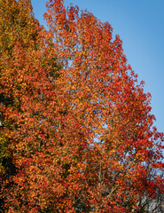 Multicolored red and yellow leaves of Liquidambar styraciflua, commonly called American sweetgum (Amber tree) set against blue sky. Autumn landscape with colorful leaves. Nature concept for design.