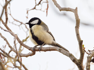 A Great Tit (Parus major) sat on a branch at Big Pool Wood, a Wildlife Trust reserve in Gronant,...