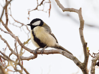 Fototapeta premium A Great Tit (Parus major) sat on a branch at Big Pool Wood, a Wildlife Trust reserve in Gronant, North Wales.