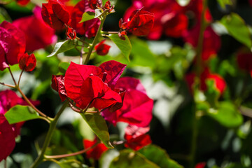 Close-up beautiful red pink Bougainvillea flowers in City park Krasnodar. Galitsky Park in sunny spring 2021. Bougainvillea flowers as wallpaper texture pattern background. Selective close-up focus