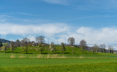 Blick auf eine idyllische grüne Wiese mit Obstbäumen und blauem Himmel mit Wolken am Greifensee, Zürich, Schweiz