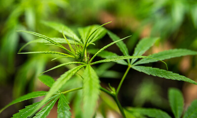 Cannabis Weed hermaphrodite Female Male Marijuana Plant Seeds