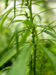 Fototapeta na wymiar male or hermaphrodite cannabis plant in flowering macro close up