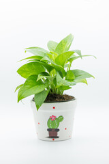 golden pothos in white plant pot isolated on white background